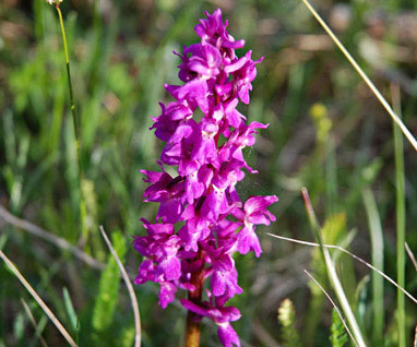 Flora